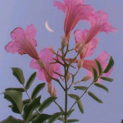天缘幻神剑手机版下载